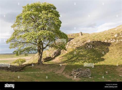 robin hood sycamore tree.